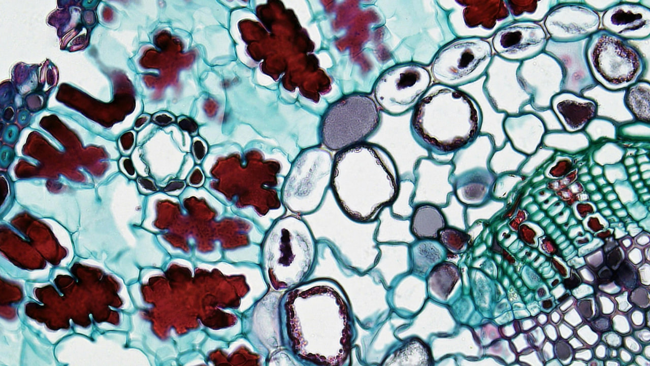 Online Biology A Level